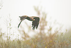 Steppenadler
