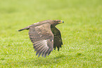 Steppenadler