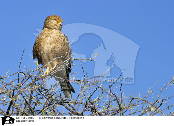 Steppenfalke / greater kestrel / HJ-03083