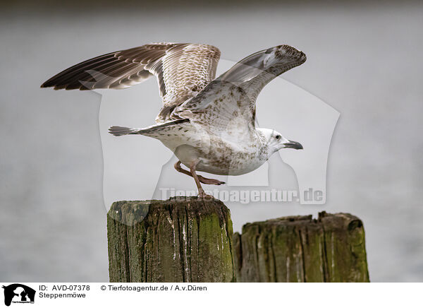 Steppenmwe / Caspian gull / AVD-07378