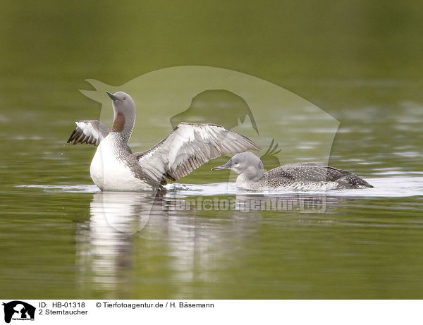 2 Sterntaucher / 2 red-throated diver / HB-01318