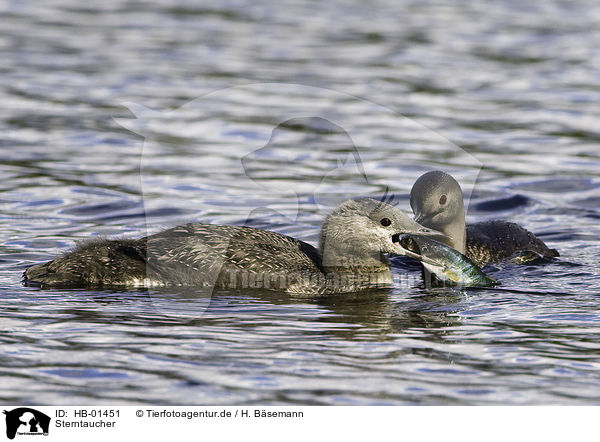 Sterntaucher / red-throated diver / HB-01451