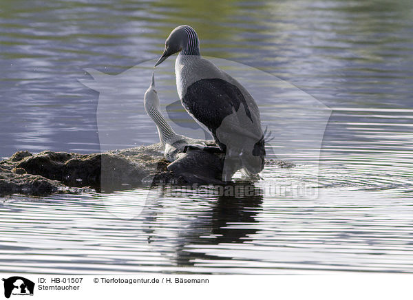 Sterntaucher / red-throated diver / HB-01507