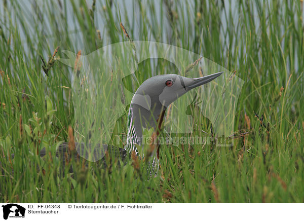 Sterntaucher / red-throated diver / FF-04348