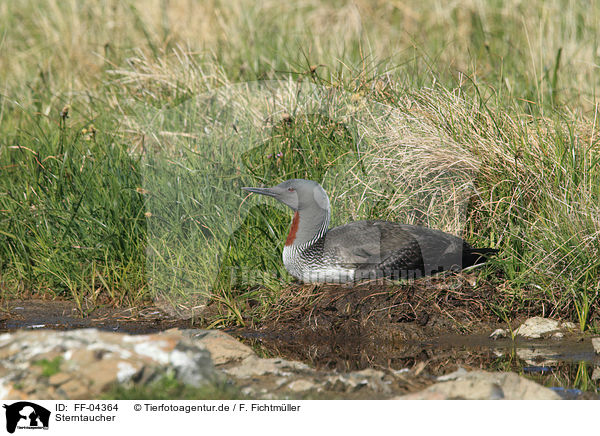 Sterntaucher / red-throated diver / FF-04364