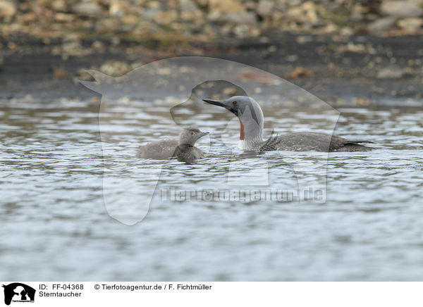 Sterntaucher / red-throated divers / FF-04368