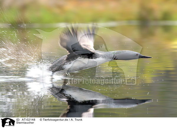 Sterntaucher / red-throated diver / AT-02148