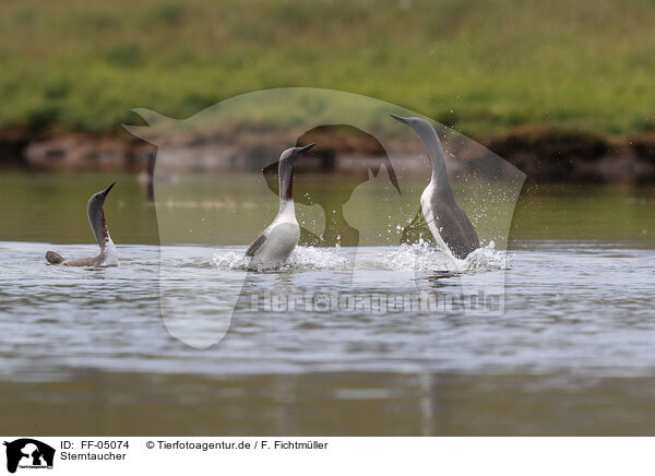 Sterntaucher / red-throated diver / FF-05074