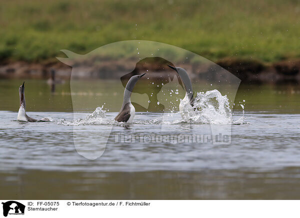 Sterntaucher / red-throated diver / FF-05075