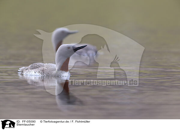 Sterntaucher / red-throated diver / FF-05090