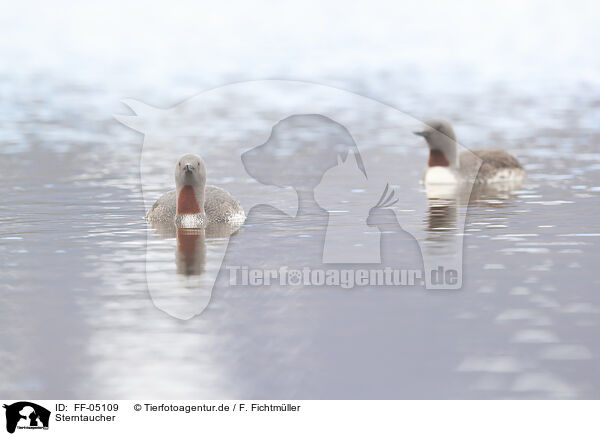 Sterntaucher / red-throated diver / FF-05109