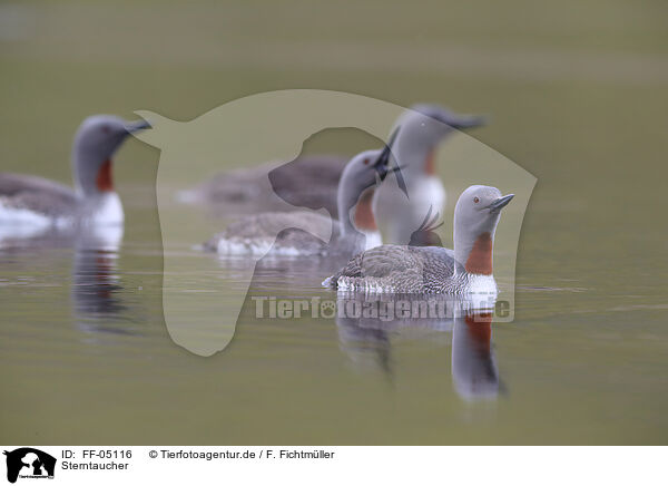 Sterntaucher / red-throated diver / FF-05116
