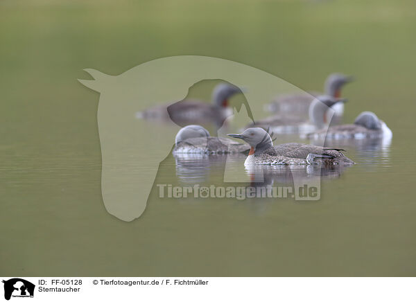 Sterntaucher / red-throated diver / FF-05128