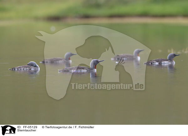Sterntaucher / red-throated diver / FF-05129