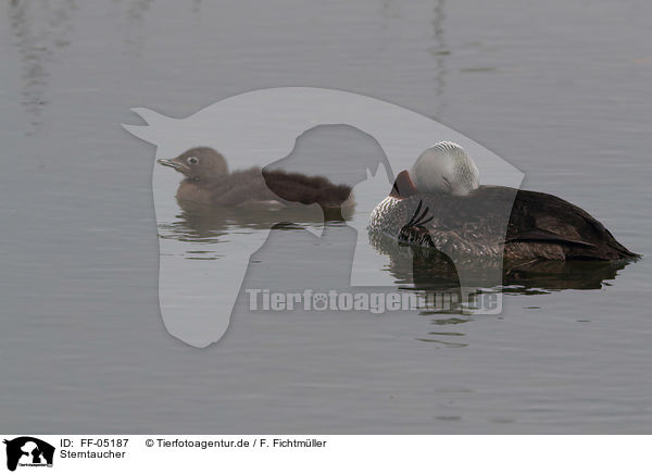 Sterntaucher / red-throated diver / FF-05187
