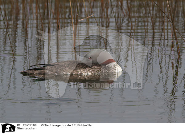Sterntaucher / red-throated diver / FF-05188