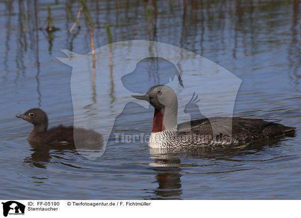 Sterntaucher / red-throated diver / FF-05190