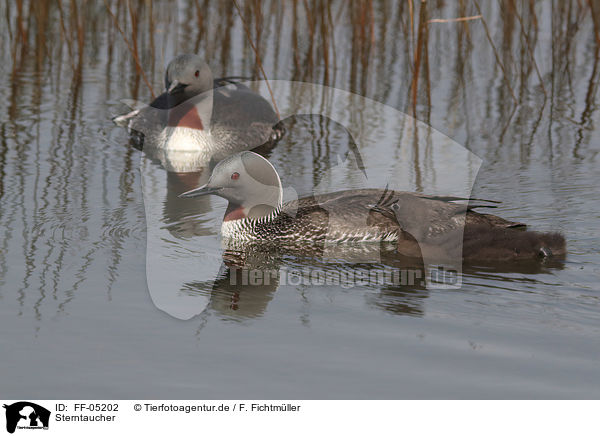 Sterntaucher / red-throated diver / FF-05202
