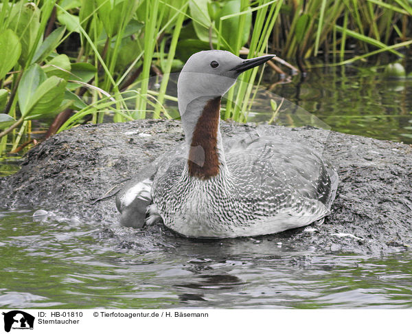 Sterntaucher / red-throated diver / HB-01810