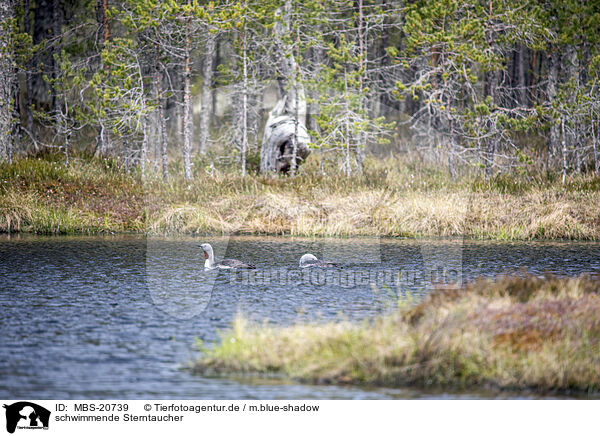 schwimmende Sterntaucher / MBS-20739