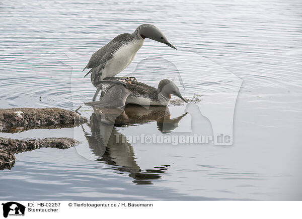 Sterntaucher / red-throated diver / HB-02257