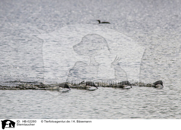 Sterntaucher / red-throated diver / HB-02260