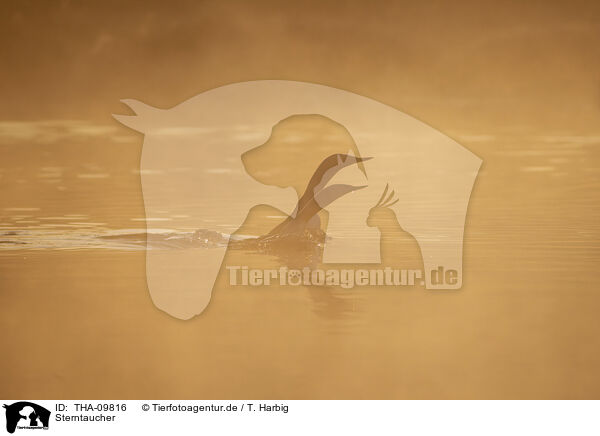 Sterntaucher / THA-09816