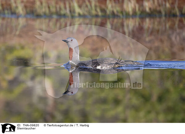 Sterntaucher / red-throated diver / THA-09820