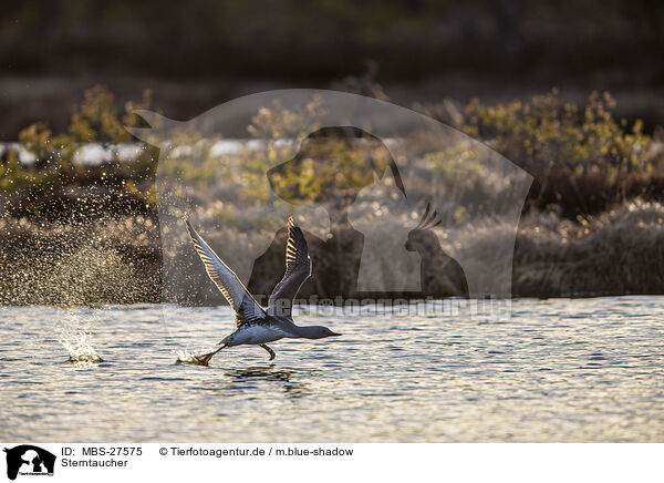 Sterntaucher / red-throated diver / MBS-27575