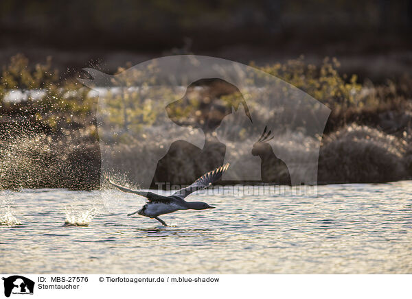 Sterntaucher / red-throated diver / MBS-27576