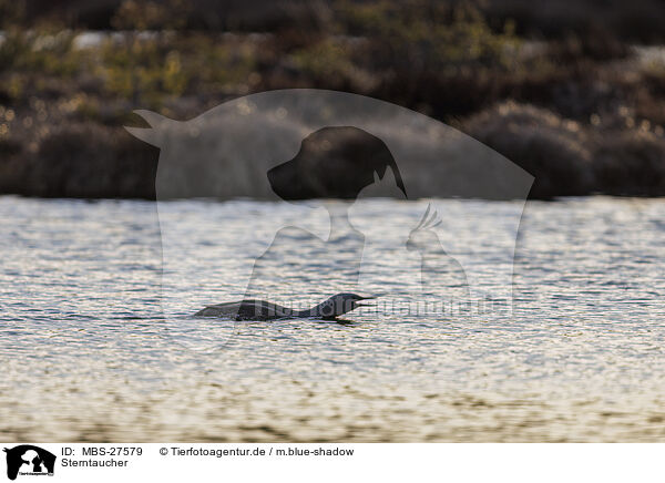 Sterntaucher / red-throated diver / MBS-27579