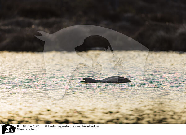 Sterntaucher / red-throated diver / MBS-27581