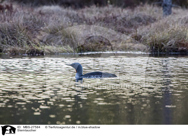 Sterntaucher / red-throated diver / MBS-27584