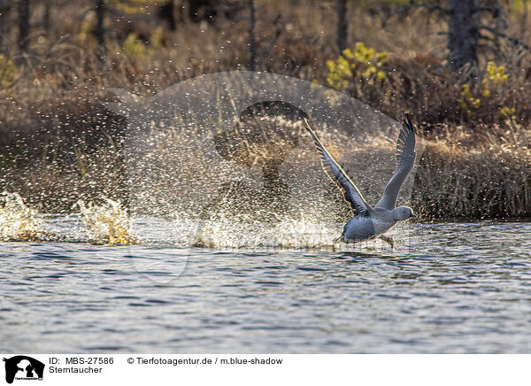 Sterntaucher / red-throated diver / MBS-27586