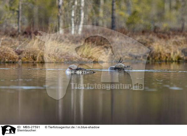 Sterntaucher / red-throated diver / MBS-27591