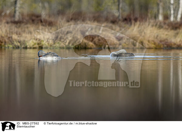 Sterntaucher / red-throated diver / MBS-27592