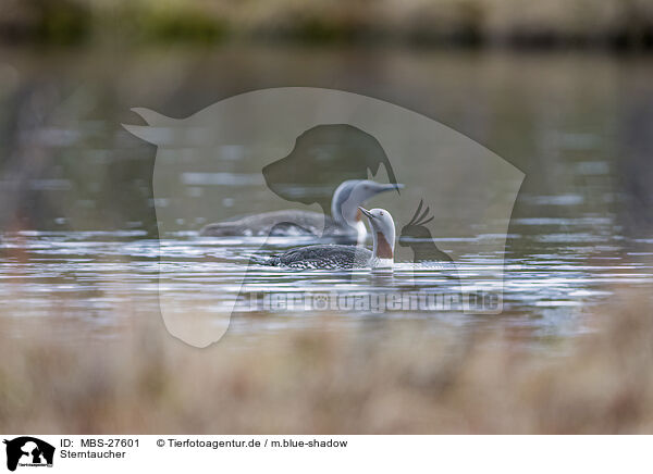 Sterntaucher / red-throated diver / MBS-27601