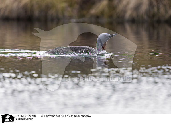 Sterntaucher / red-throated diver / MBS-27606