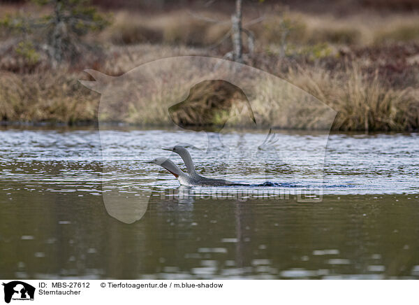Sterntaucher / red-throated diver / MBS-27612