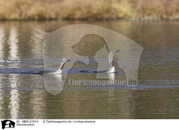 Sterntaucher / red-throated diver / MBS-27614