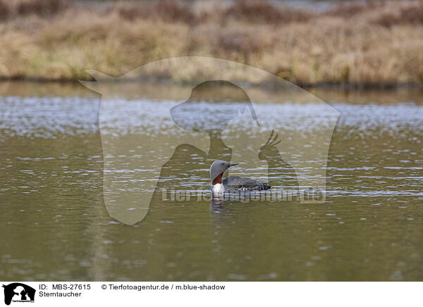 Sterntaucher / red-throated diver / MBS-27615