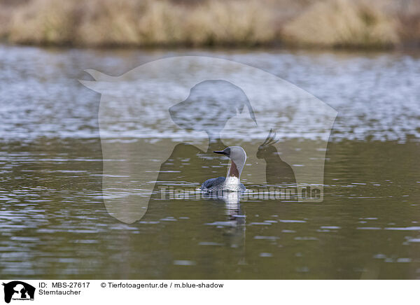 Sterntaucher / red-throated diver / MBS-27617