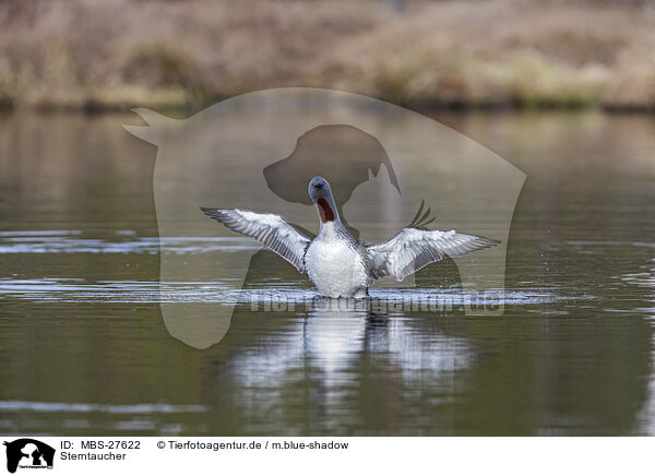 Sterntaucher / red-throated diver / MBS-27622