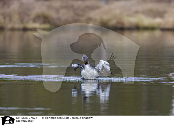 Sterntaucher / red-throated diver / MBS-27624