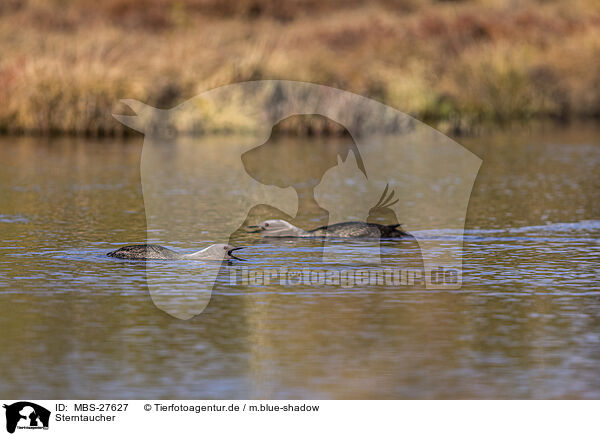 Sterntaucher / red-throated diver / MBS-27627