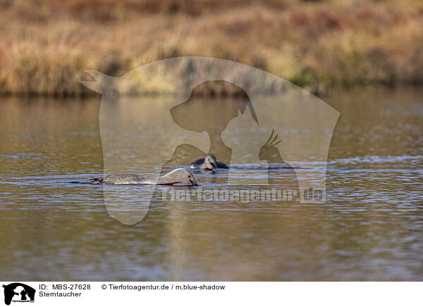 Sterntaucher / red-throated diver / MBS-27628
