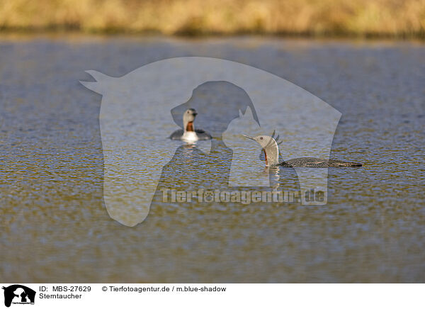 Sterntaucher / red-throated diver / MBS-27629