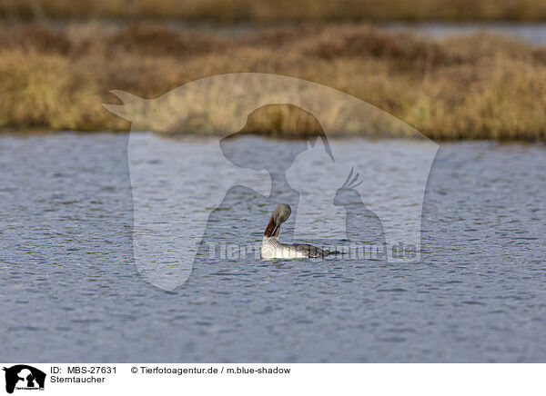 Sterntaucher / red-throated diver / MBS-27631