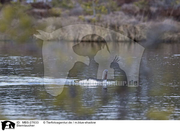 Sterntaucher / red-throated diver / MBS-27633