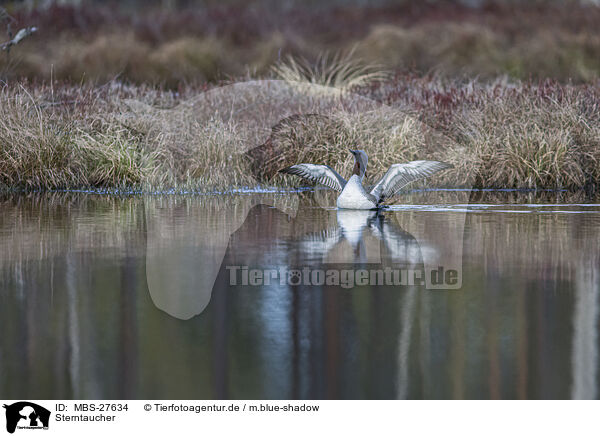 Sterntaucher / red-throated diver / MBS-27634